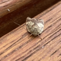 Garrha limbata (A Concealer moth) at Aranda, ACT - 31 Oct 2023 by Jubeyjubes