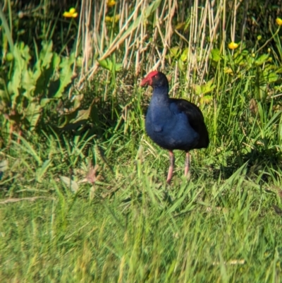 Porphyrio melanotus (Australasian Swamphen) at Lilydale, VIC - 28 Oct 2023 by Darcy