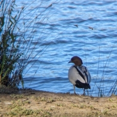 Chenonetta jubata (Australian Wood Duck) at Lilydale, VIC - 28 Oct 2023 by Darcy