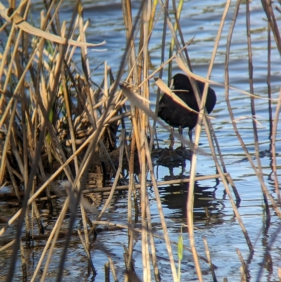 Fulica atra (Eurasian Coot) at Lilydale, VIC - 28 Oct 2023 by Darcy