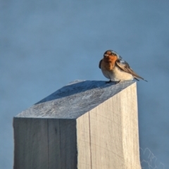 Hirundo neoxena (Welcome Swallow) at Lilydale, VIC - 28 Oct 2023 by Darcy