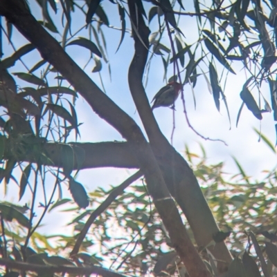 Myzomela sanguinolenta (Scarlet Honeyeater) at Nutfield, VIC - 30 Oct 2023 by Darcy