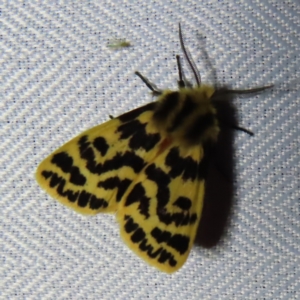 Ardices curvata at Braidwood, NSW - 31 Oct 2023 08:41 PM