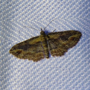 Chloroclystis filata at Braidwood, NSW - 31 Oct 2023