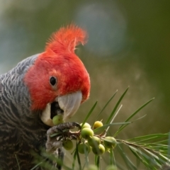 Callocephalon fimbriatum (Gang-gang Cockatoo) at ANBG - 31 Oct 2023 by Untidy