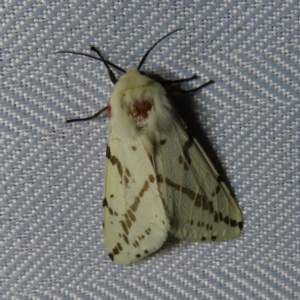 Ardices canescens at Braidwood, NSW - 31 Oct 2023 08:43 PM