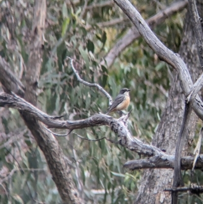 Pachycephala rufiventris (Rufous Whistler) at Nutfield, VIC - 30 Oct 2023 by Darcy