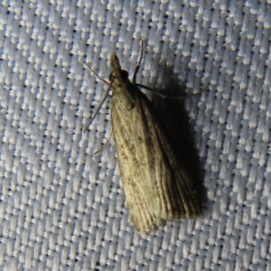 Eudonia cleodoralis at Braidwood, NSW - 31 Oct 2023