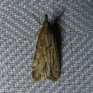 Eudonia cleodoralis at Braidwood, NSW - 31 Oct 2023