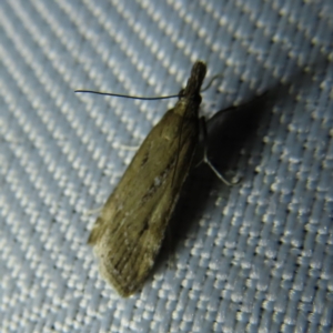 Eudonia cleodoralis at Braidwood, NSW - 31 Oct 2023