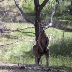 Macropus giganteus (Eastern Grey Kangaroo) at Nutfield, VIC - 30 Oct 2023 by Darcy