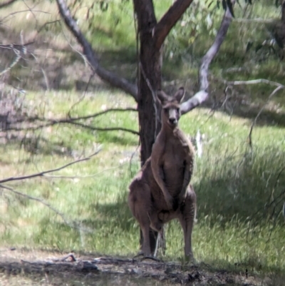 Macropus giganteus (Eastern Grey Kangaroo) at Nutfield, VIC - 30 Oct 2023 by Darcy