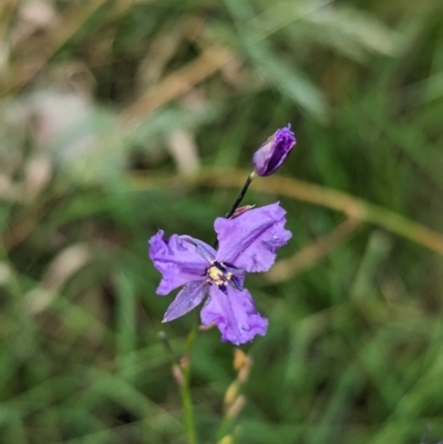 Arthropodium strictum (Chocolate Lily) at Nutfield, VIC - 30 Oct 2023 by Darcy