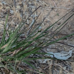 Themeda triandra (Kangaroo Grass) at Cantor Crescent Woodland, Higgins - 29 Oct 2023 by Untidy