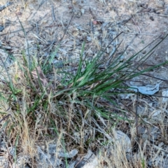 Themeda triandra at Higgins, ACT - 29 Oct 2023