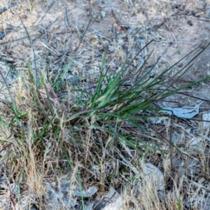 Themeda triandra at Higgins, ACT - 29 Oct 2023 05:09 PM