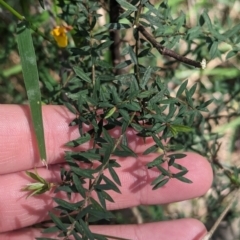 Pultenaea forsythiana at Kinglake, VIC - 29 Oct 2023 03:14 PM