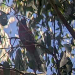 Platycercus elegans (Crimson Rosella) at Kinglake, VIC - 29 Oct 2023 by Darcy