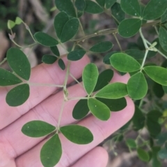 Goodia pubescens (Silky Golden Tip) at Kinglake, VIC - 29 Oct 2023 by Darcy