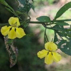 Goodenia ovata (Hop Goodenia) at Kinglake, VIC - 29 Oct 2023 by Darcy