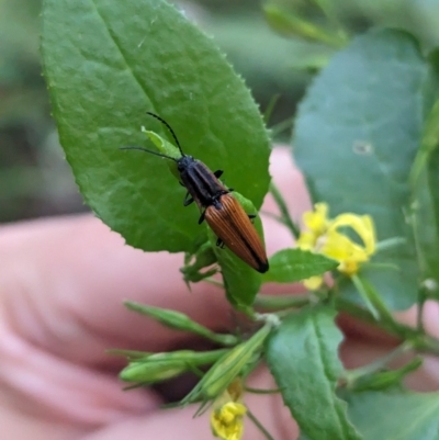 Elatichrosis trisulcata at Kinglake, VIC - 29 Oct 2023 by Darcy