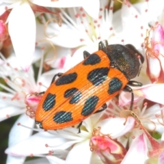 Castiarina octomaculata (A jewel beetle) at Tinderry, NSW - 31 Oct 2023 by Harrisi