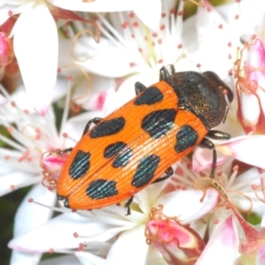 Castiarina octomaculata at Tinderry, NSW - 31 Oct 2023