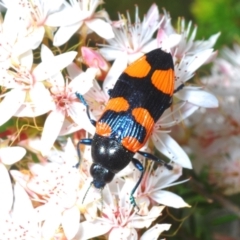 Castiarina thomsoni (A jewel beetle) at Tinderry, NSW - 31 Oct 2023 by Harrisi