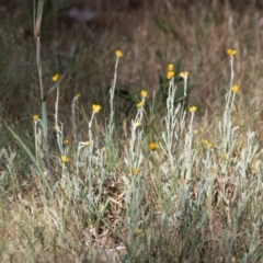 Chrysocephalum apiculatum (Common Everlasting) at Cantor Crescent Woodland, Higgins - 29 Oct 2023 by Untidy