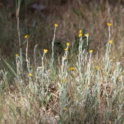 Chrysocephalum apiculatum (Common Everlasting) at Cantor Crescent Woodland, Higgins - 29 Oct 2023 by Untidy