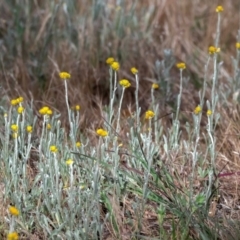 Chrysocephalum apiculatum at Higgins, ACT - 29 Oct 2023 04:37 PM