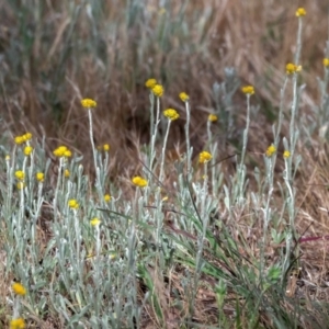 Chrysocephalum apiculatum at Higgins, ACT - 29 Oct 2023