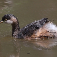 Tachybaptus novaehollandiae (Australasian Grebe) at Capalaba, QLD - 28 Oct 2023 by TimL