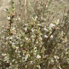 Brachyloma daphnoides (Daphne Heath) at Black Flat at Corrowong - 26 Oct 2023 by BlackFlat