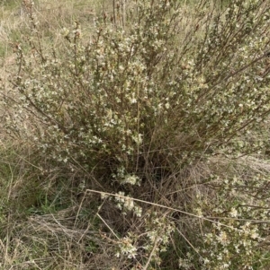 Brachyloma daphnoides at Corrowong, NSW - 27 Oct 2023