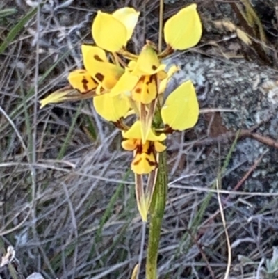 Diuris sulphurea (Tiger Orchid) at Black Flat at Corrowong - 29 Oct 2023 by BlackFlat