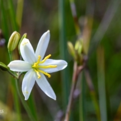 Thelionema caespitosum (Tufted Blue Lily) at Back Creek, NSW - 3 Oct 2023 by Tezrushton