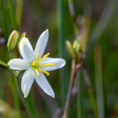 Thelionema caespitosum (Tufted Blue Lily) at Mongarlowe River - 3 Oct 2023 by Tezrushton