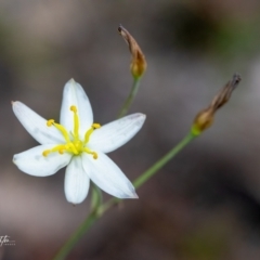 Thelionema caespitosum at suppressed - 3 Oct 2023