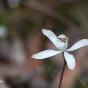 Caladenia dimorpha at suppressed - 3 Oct 2023