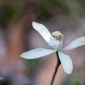 Caladenia dimorpha at suppressed - 3 Oct 2023