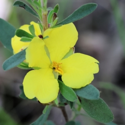 Hibbertia obtusifolia (Grey Guinea-flower) at Chiltern, VIC - 28 Oct 2023 by KylieWaldon