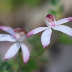 Caladenia moschata (Musky Caps) at Chiltern, VIC - 29 Oct 2023 by KylieWaldon