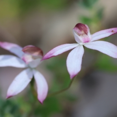 Caladenia moschata (Musky Caps) at Chiltern, VIC - 28 Oct 2023 by KylieWaldon