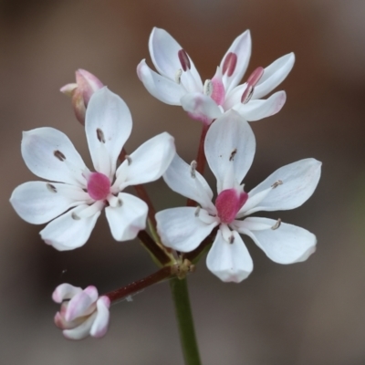 Burchardia umbellata (Milkmaids) at Beechworth, VIC - 28 Oct 2023 by KylieWaldon