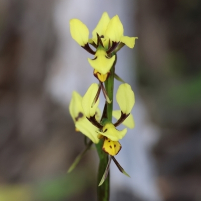 Diuris sulphurea (Tiger Orchid) at Beechworth, VIC - 28 Oct 2023 by KylieWaldon
