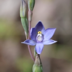 Thelymitra pauciflora (Slender Sun Orchid) at Beechworth, VIC - 29 Oct 2023 by KylieWaldon