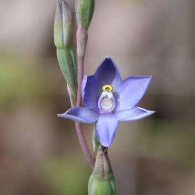 Thelymitra pauciflora (Slender Sun Orchid) at Beechworth, VIC - 29 Oct 2023 by KylieWaldon