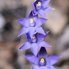 Cyanicula caerulea by KylieWaldon