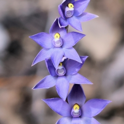 Cyanicula caerulea at Beechworth, VIC - 28 Oct 2023 by KylieWaldon